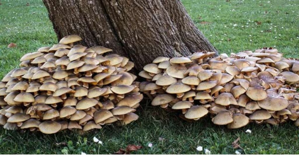 fungus that grows on trees