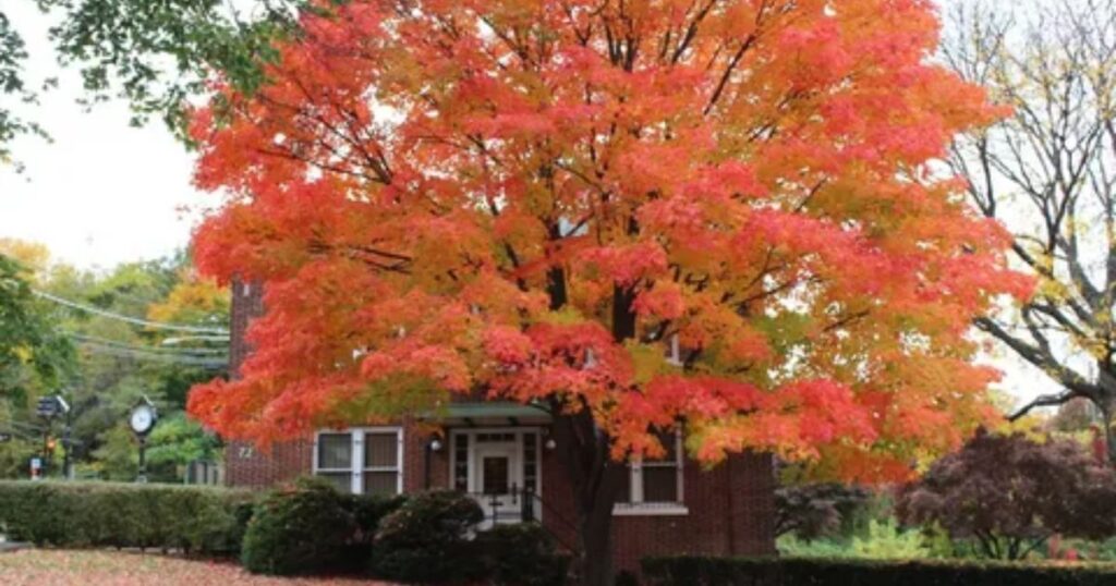 caring for an acer tree