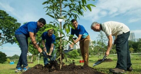 caring for an acer tree