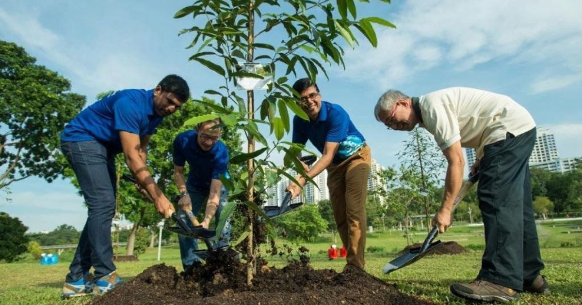 caring for an acer tree