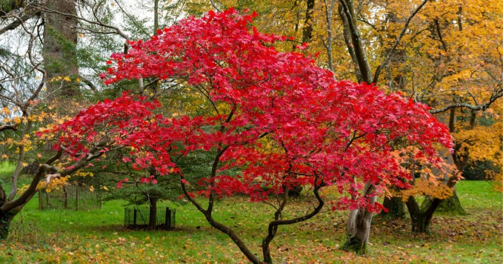 caring for an acer tree