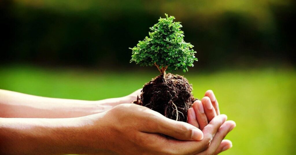 caring for an acer tree
