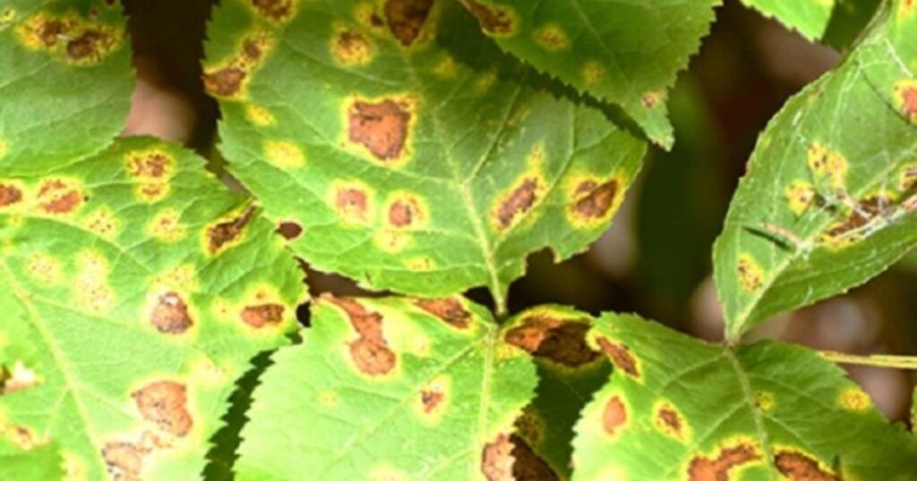 camellia black spots on leaves
