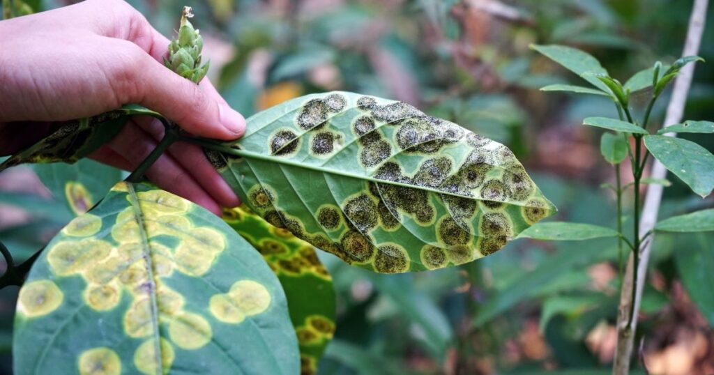 camellia black spots on leaves
