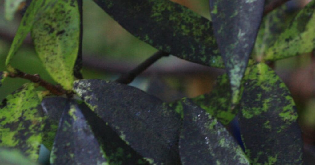 camellia black spots on leaves