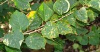 camellia black spots on leaves