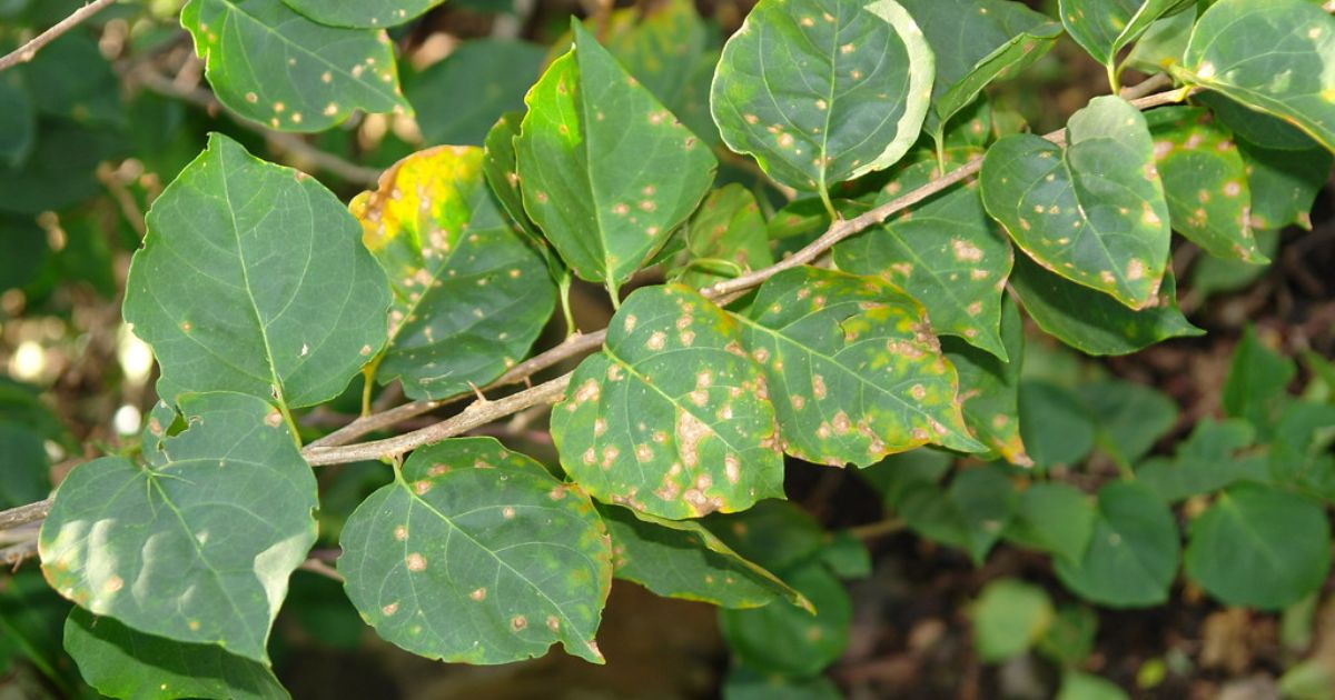 camellia black spots on leaves
