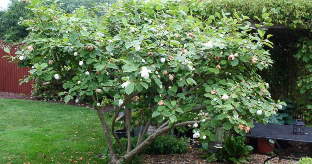 how to trim an overgrown magnolia tree