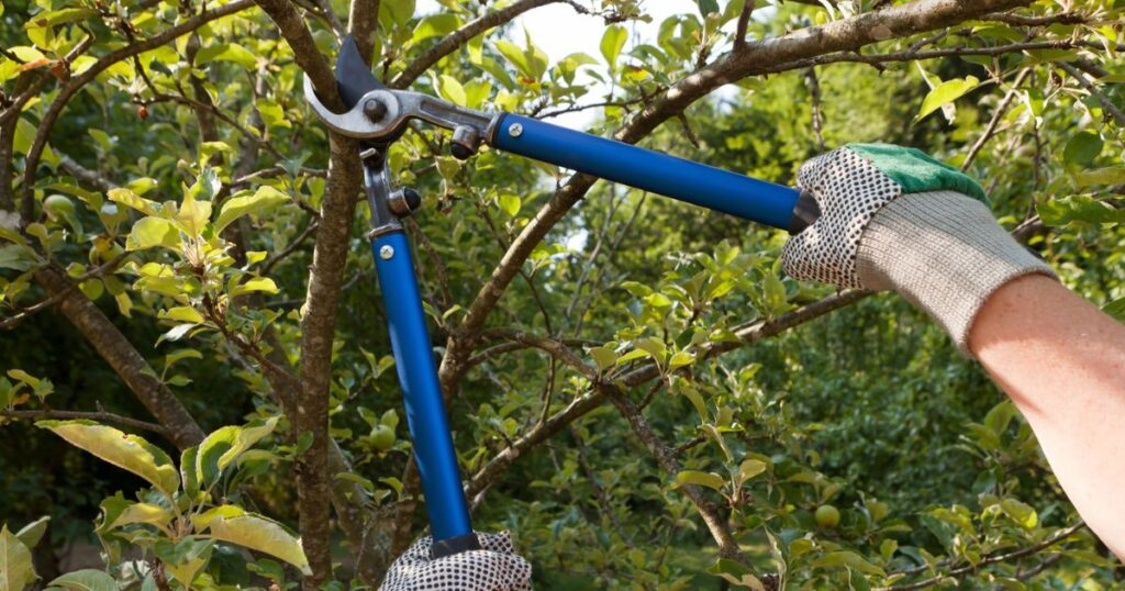 how to trim an overgrown magnolia tree