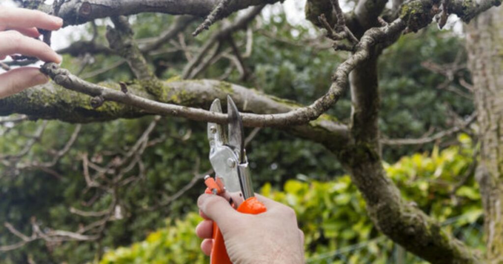 how to trim an overgrown magnolia tree