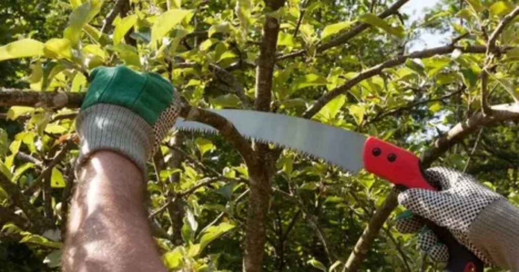 how to trim an overgrown magnolia tree