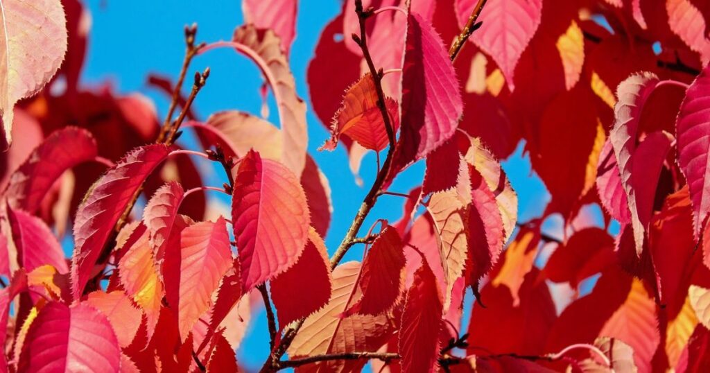 cherry tree leaves turning brown