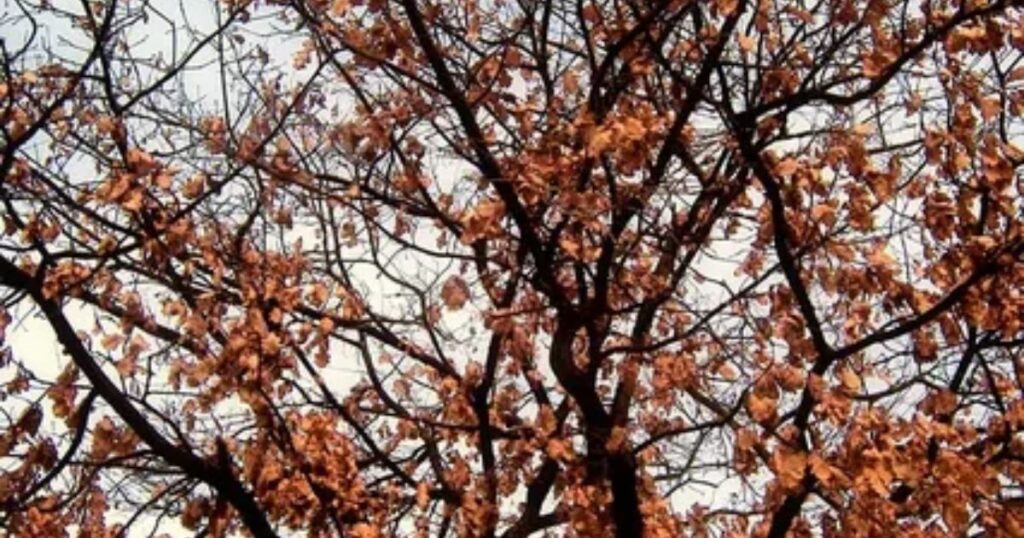 cherry tree leaves turning brown