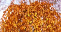 cherry tree leaves turning brown