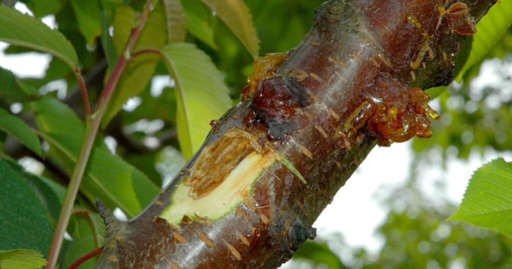 cherry tree leaves turning brown