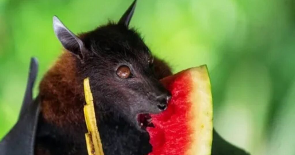 what do the bats eat