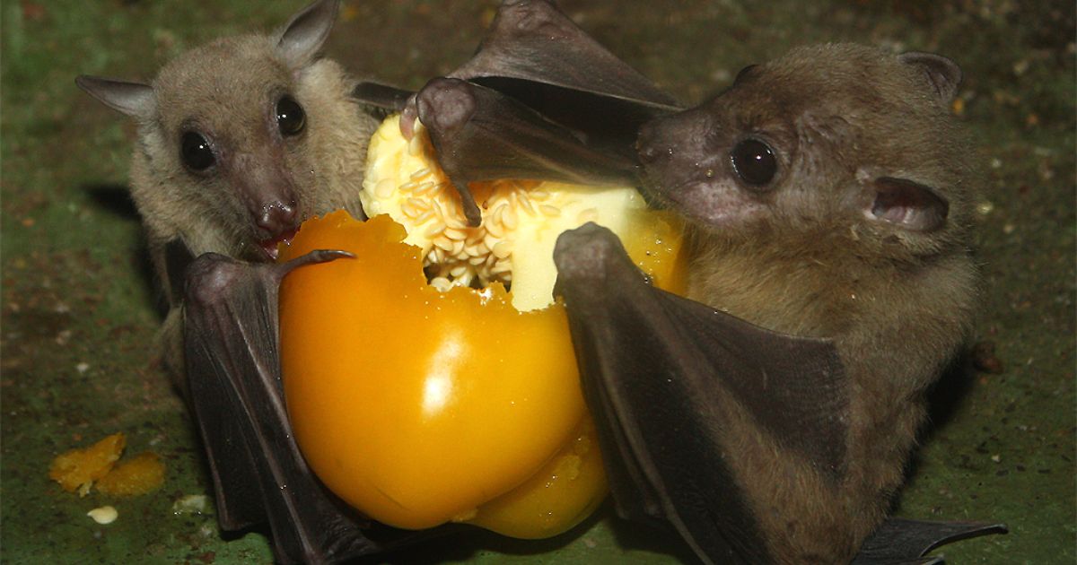 what do the bats eat
