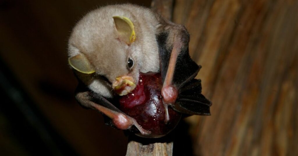 what do the bats eat