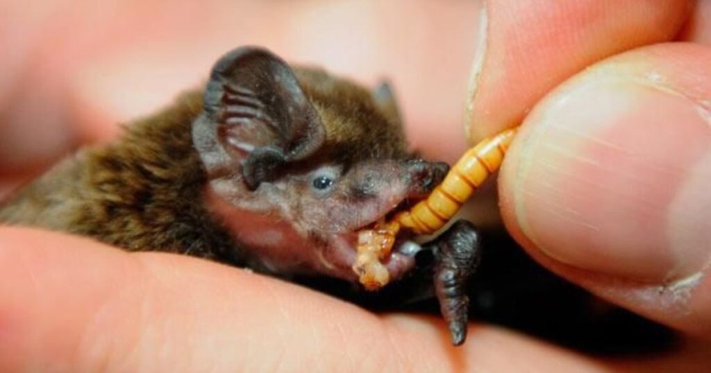 what do the bats eat