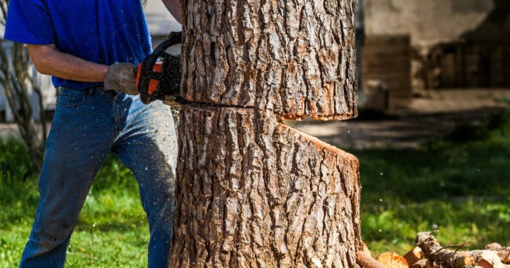 cutting back a cherry tree
