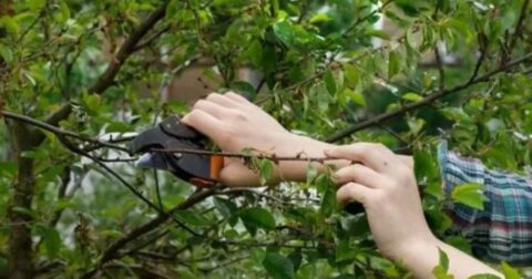 cutting back a cherry tree