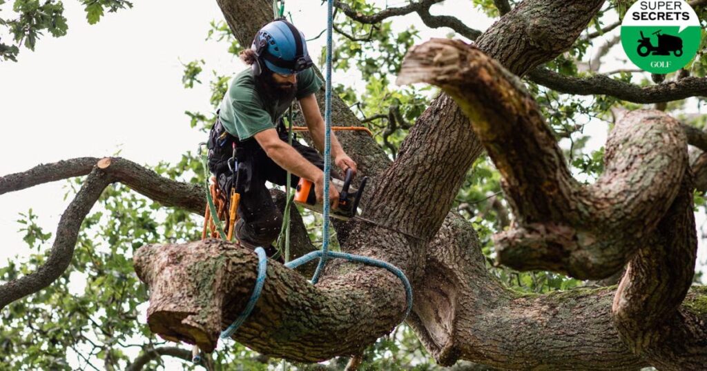 cutting back a cherry tree