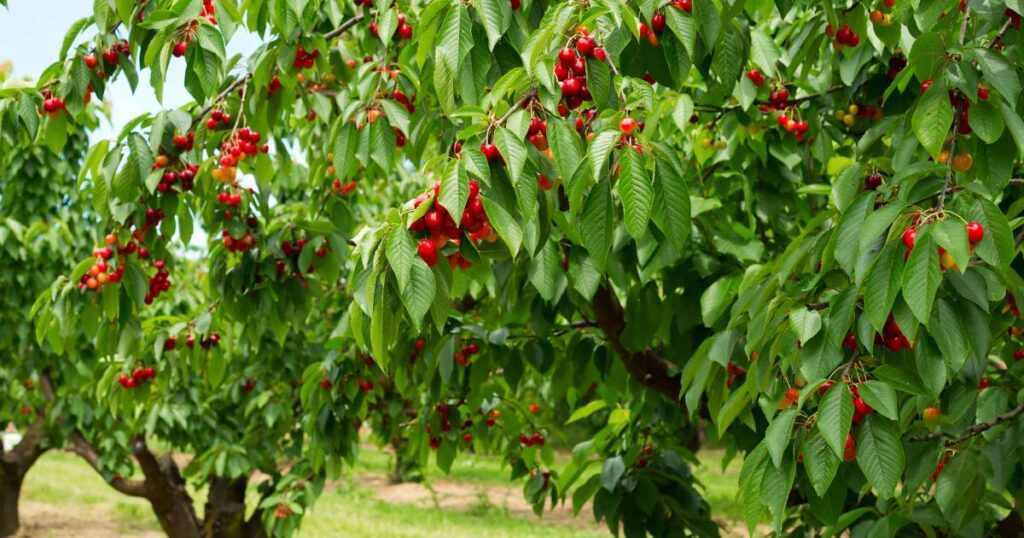 cutting back a cherry tree