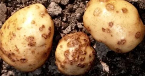 late blight disease of potato