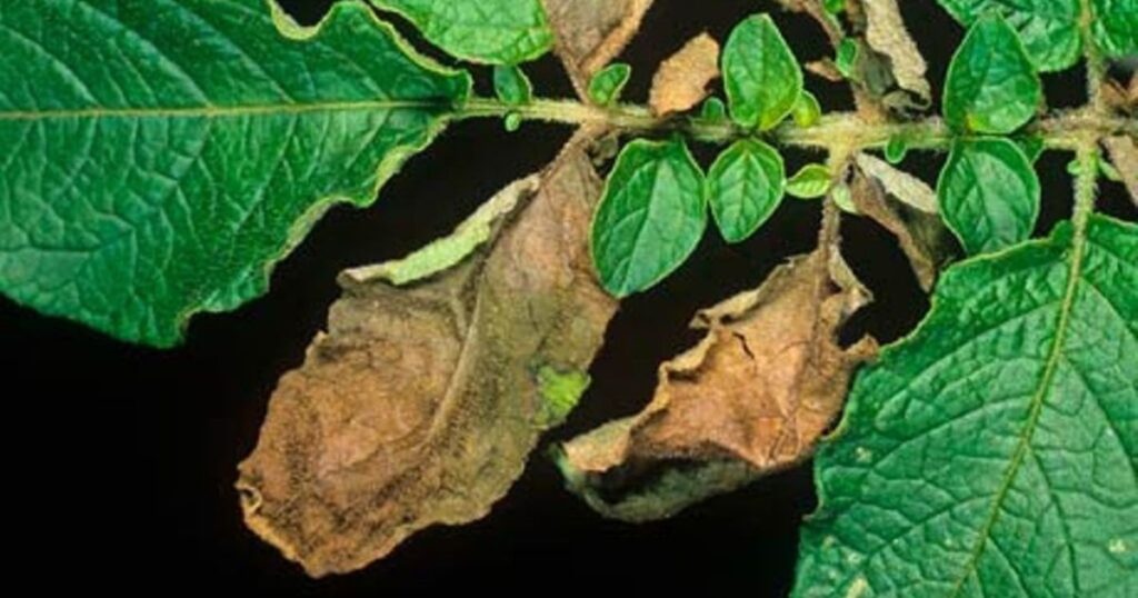 late blight disease of potato