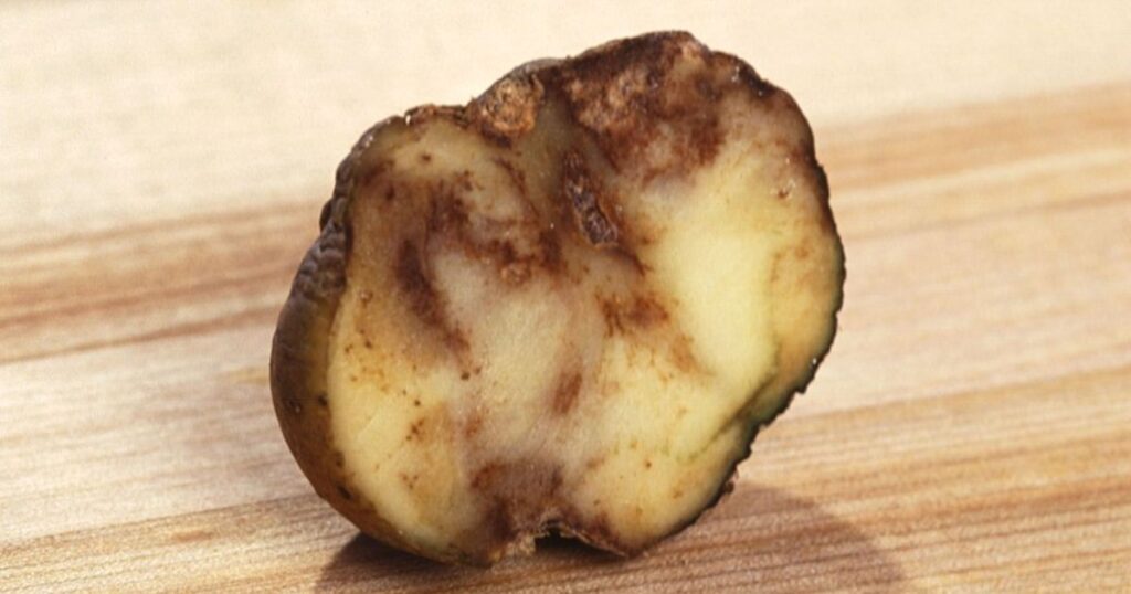 late blight disease of potato