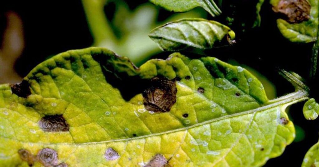 late blight disease of potato