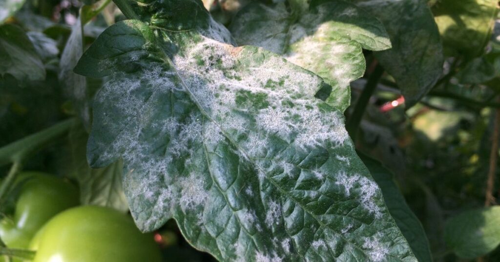 bumps on tomato plant stem