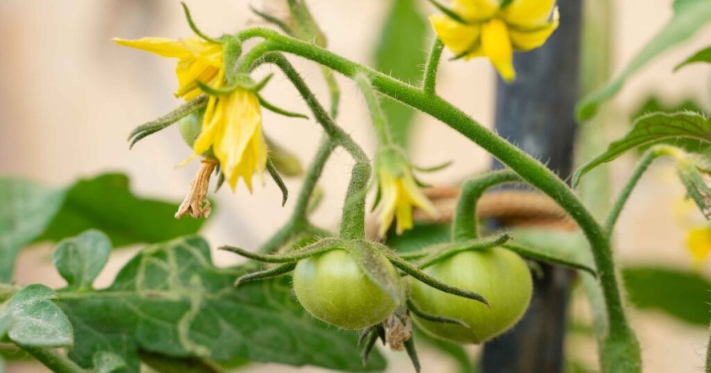 bumps on tomato plant stem