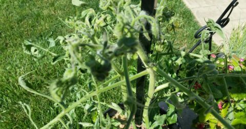 bumps on tomato plant stem