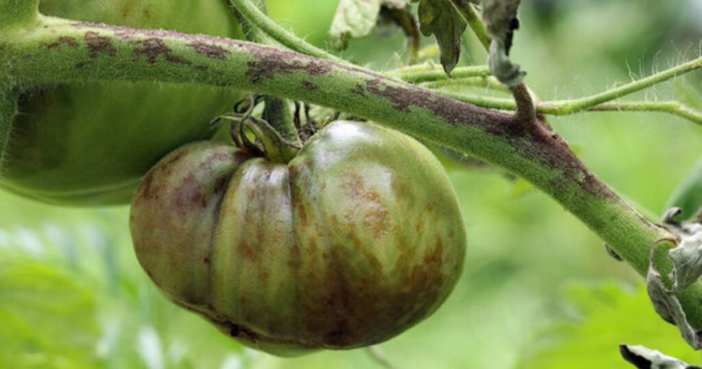 bumps on tomato plant stem