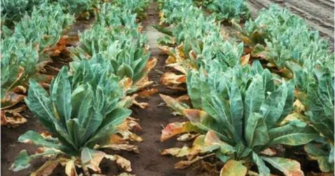 what's wrong with my plant