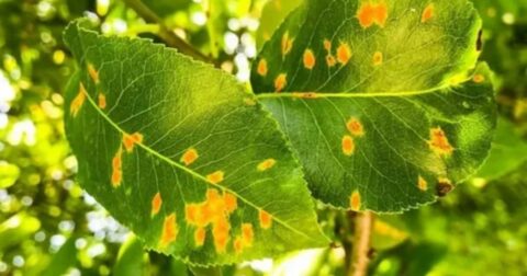 orange spots on pear tree leaves
