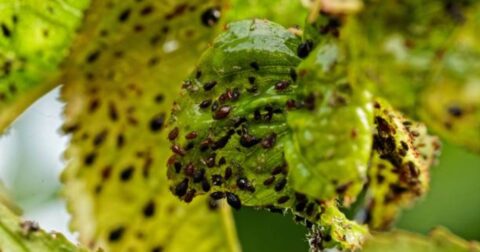 black aphids on cherry tree