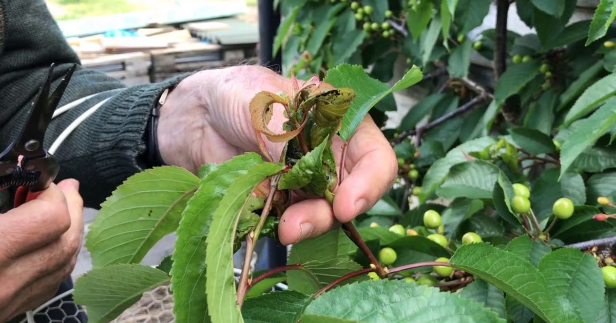 black aphids on cherry tree