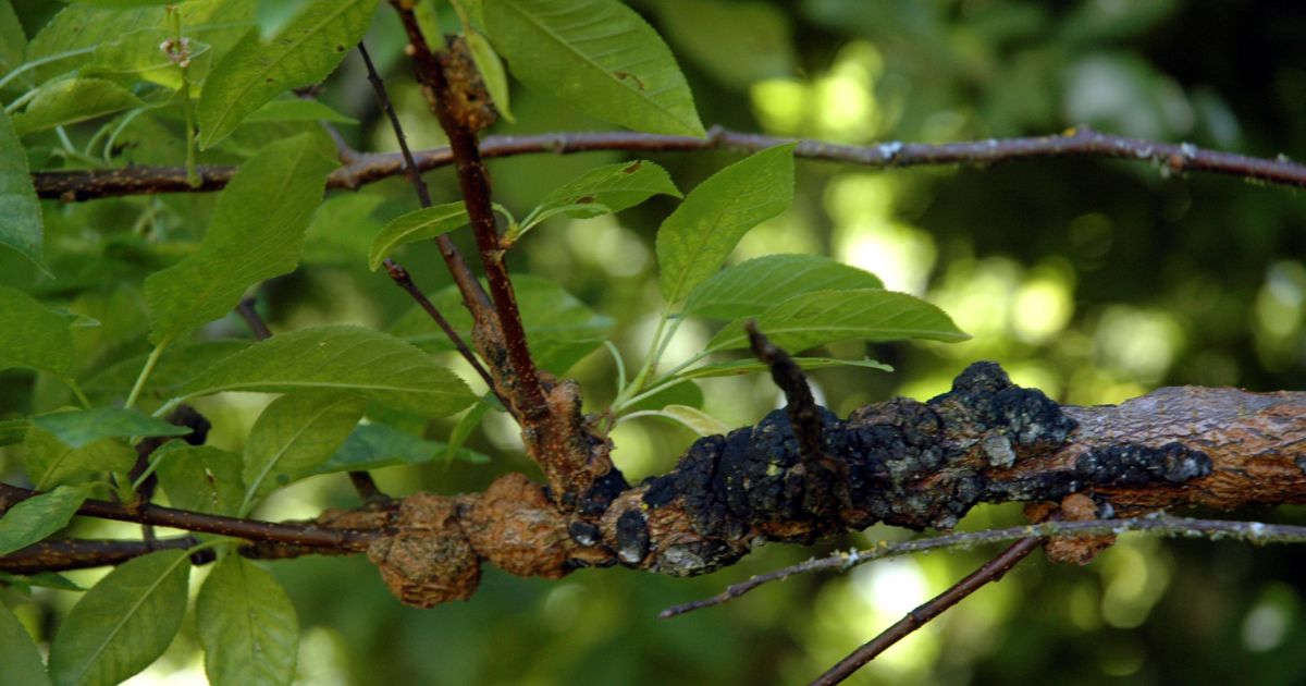 black aphids on cherry tree