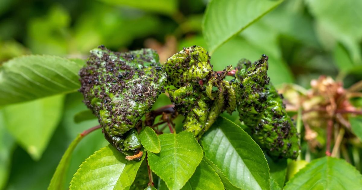 black aphids on cherry tree