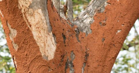 how to prevent termites after cutting down tree