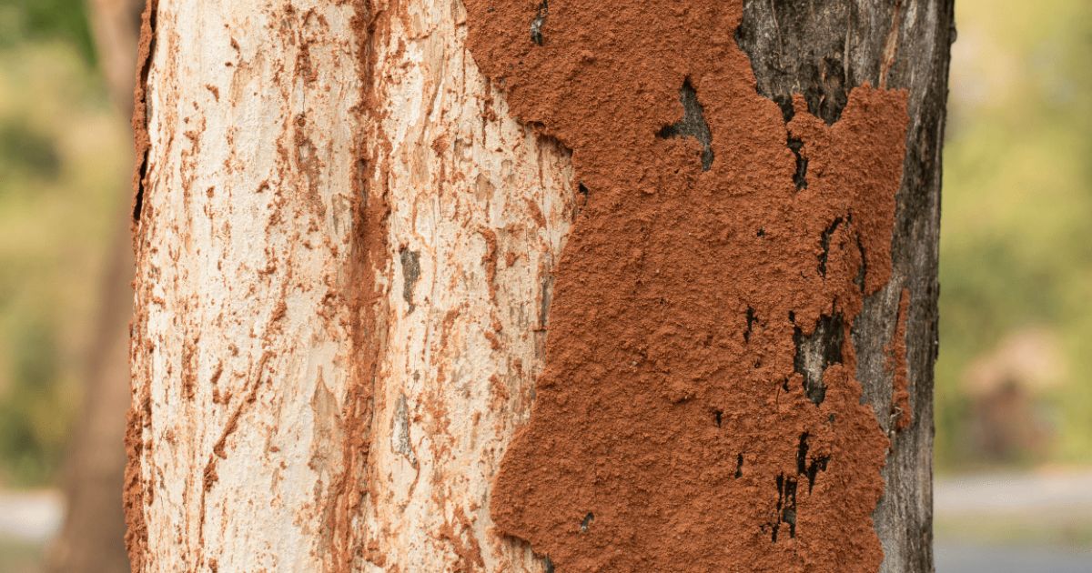 how to prevent termites after cutting down tree