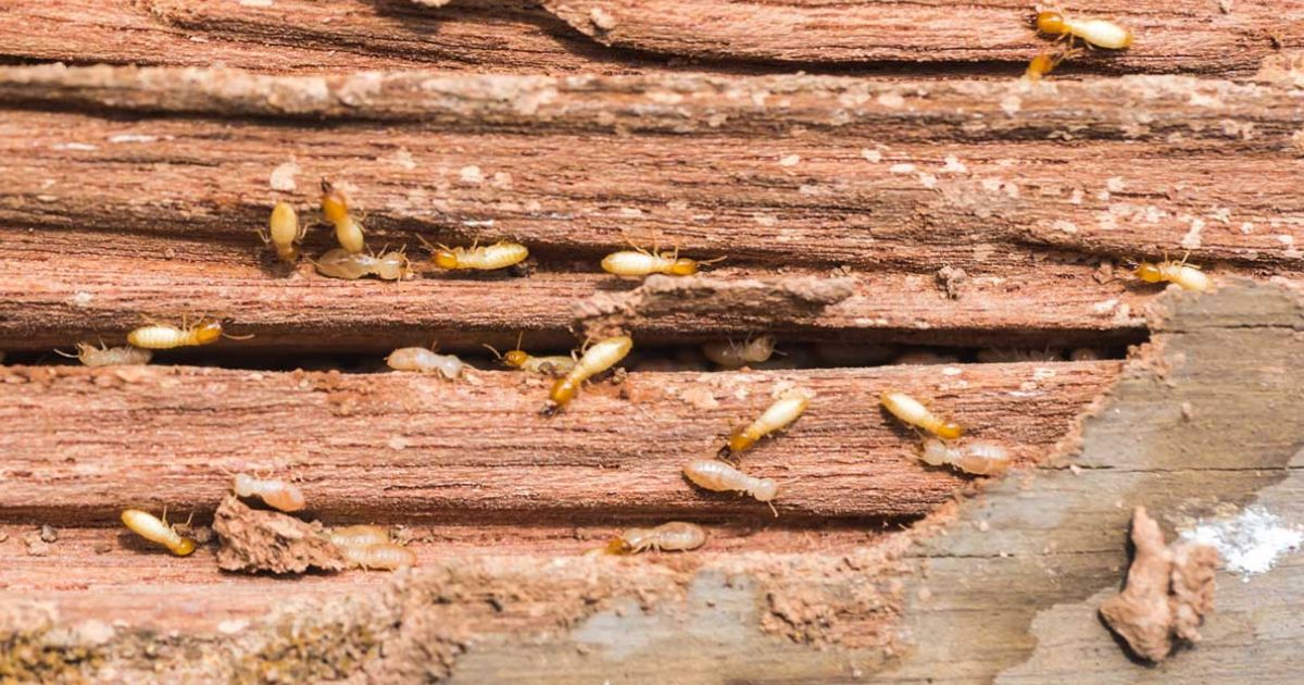 how to prevent termites after cutting down tree