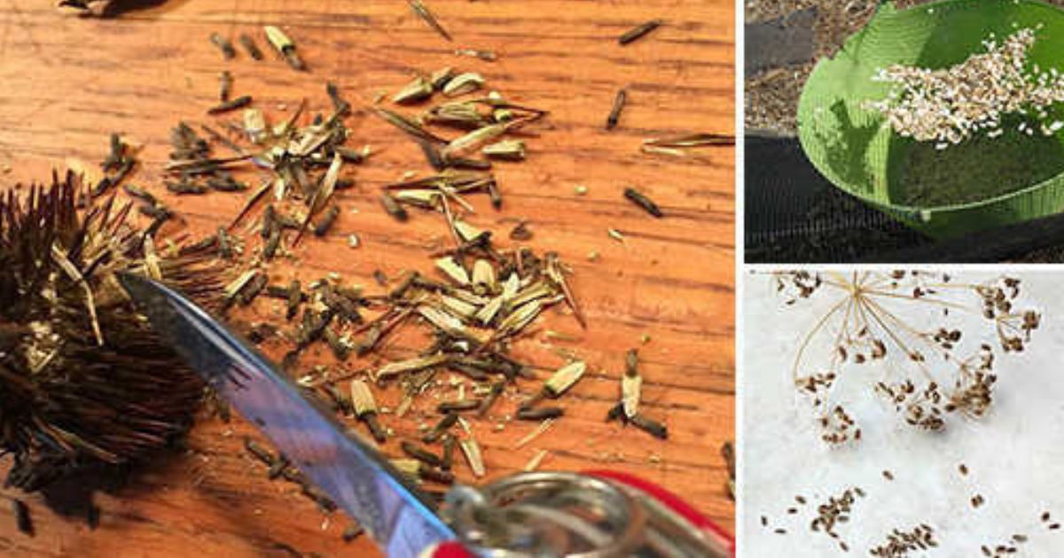 how do you harvest seeds