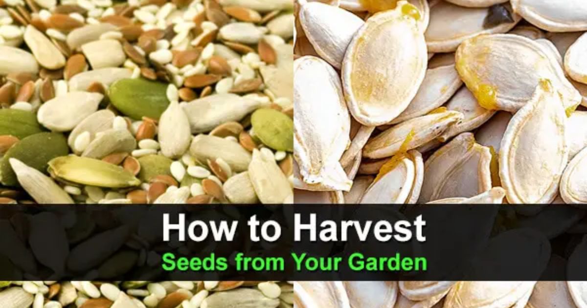 how do you harvest seeds