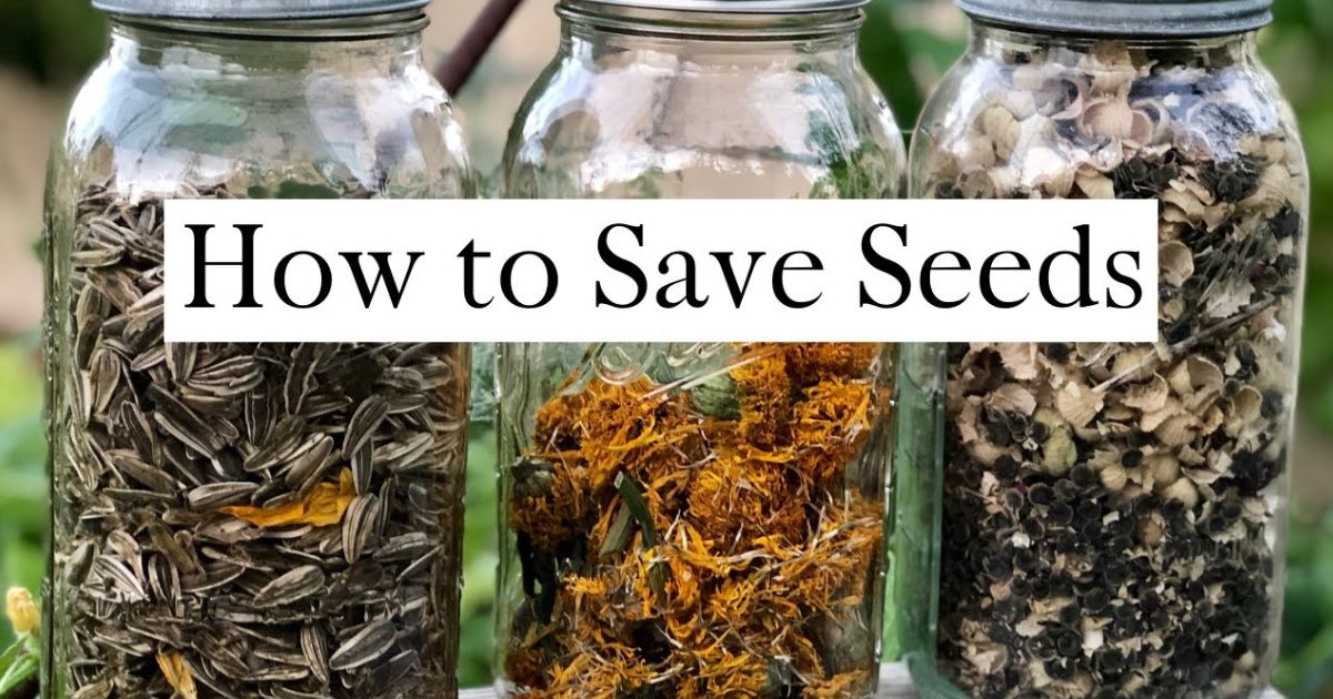 how do you harvest seeds