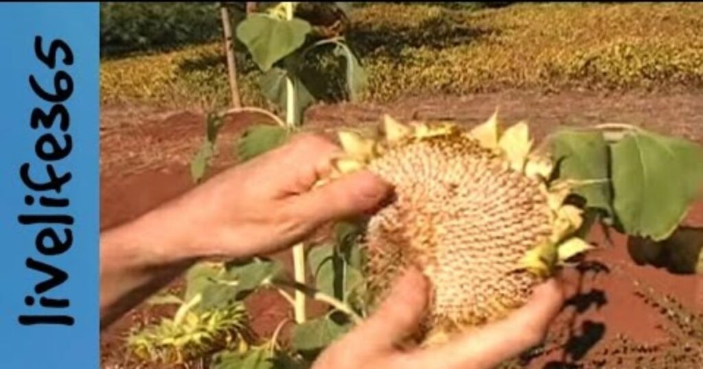 how do you harvest seeds
