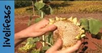 how do you harvest seeds