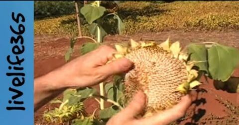 how do you harvest seeds